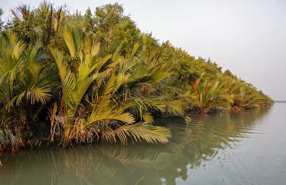 Typical nipa palm (Nipa fruticans).this photo was taken from  Sundarbans National Park, Bangladesh.