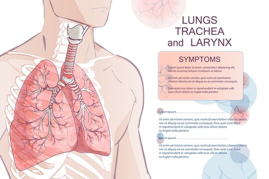 human Respiratory System, lungs, alveoli. Inside larynx nasal throttle anatomy. Man body parts. Hand drown vector anatomy illustration