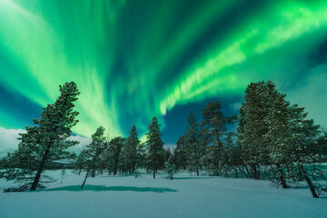 A colourful Northern Lights also know as Aurora Borealis in the northern Scandinavia. High quality photo