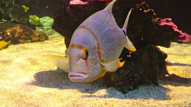 Sailfin snapper fish or blue-lined sea bream in coral reef. Symphorichthys spilurus species living in eastern Indian Ocean and the western Pacific Ocean and Western Australia Great Barrier Reef.