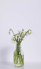 Snowdrops in vase on white backdrop