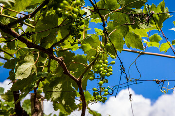 Grape crop at the municipality of La Union located at Valle del Cauca region in Colombia