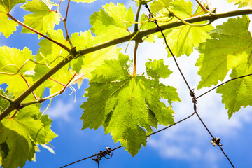 Grape leaves against the blue sky at a grape crop in the municipality of La Union located at Valle del Cauca region in Colombia