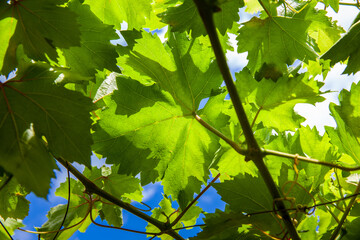 Fototapeta na wymiar Grape leaves against the blue sky at a grape crop in the municipality of La Union located at Valle del Cauca region in Colombia