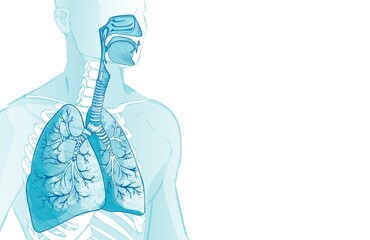 3d vector of the human Respiratory System, lungs, alveoli. Inside larynx nasal throttle anatomy. Man body parts. Hand drown anatomy illustration - obrazy, fototapety, plakaty