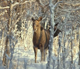 moose in the woods