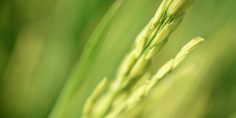 green wheat field