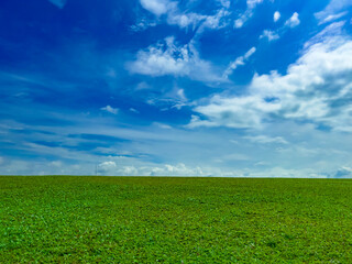 Bliss. Empty green grass field and blue sky with clouds.