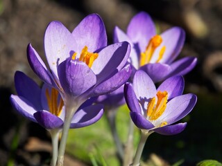 Early purple crocuses grow in the grass during springtime