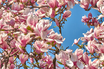 pink magnolia flowers