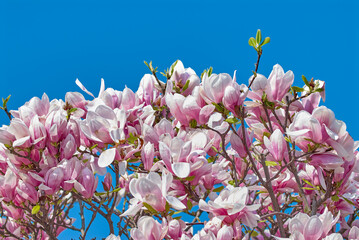 pink flowers in the spring