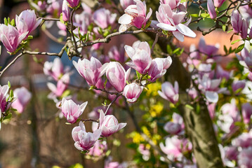 pink magnolia flowers