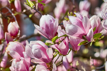 magnolia tree blossom