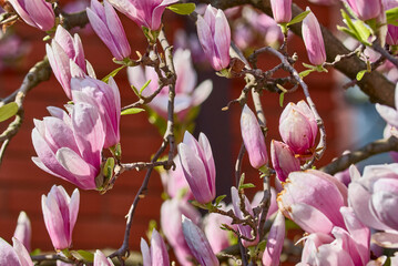 pink magnolia flowers