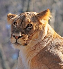 portrait of a lion
