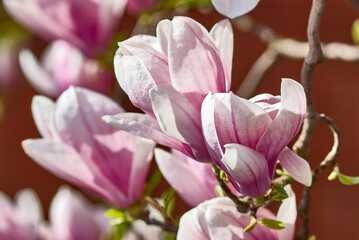 pink magnolia flower