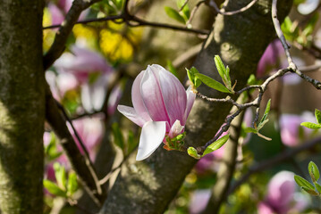 pink magnolia tree blossom