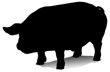 Black and white vector silhouette of an adult domestic pig. Isolated on white background.