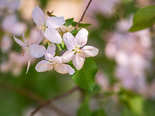 Fresh pink flowers of a blossoming apple tree with blured background