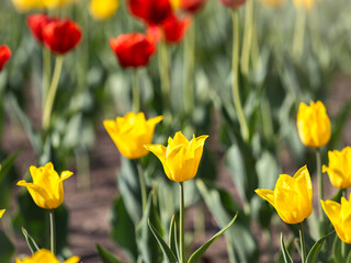 Colorful yellow tulips blossom in spring garden