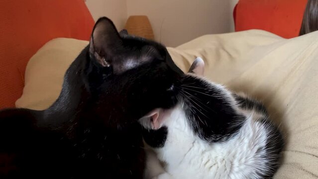 Cute kittens cuddling each other before taking a nap together. Black cat licking the black and white cat to preem him.