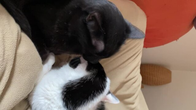 A vertical video of cute kittens cuddling each other before taking a nap together. Black cat licking the black and white cat to preem him.