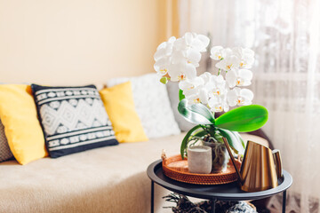 White orchid in blossom blooming on coffee table by candle. Home decorated with flowers. Interior of living room.