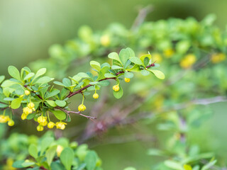 Bush of barberry in the spring with fresh green leaves and small yellow flowers. Branches of bushes with young leaves