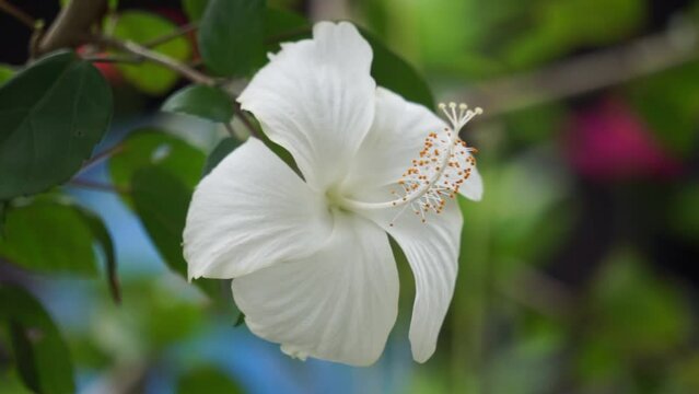 Shoe black plant with a natural background. Also called Hibiscus rosa Sinensis, Chinese hibiscus, China rose, Hawaiian hibiscus, rose mallow and shoeblack plant