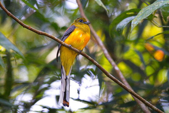 orange breasted  trogan birds in a tree on a nest