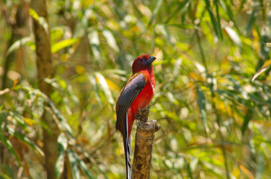 red breasted trogan birds sitting in a