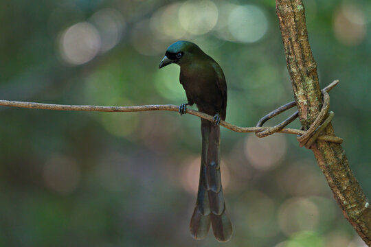 Racket Tailed And Rufous Treepie Birds With Long Tails