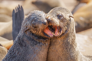 Two little brown fur seal (Arctocephalus pusillus) playing with each other, Cape Cross, Namibia.