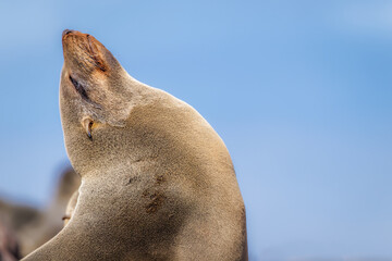 A brown fur seal (Arctocephalus pusillus) relaxing in the sun, Cape Cross, Namibia.	
