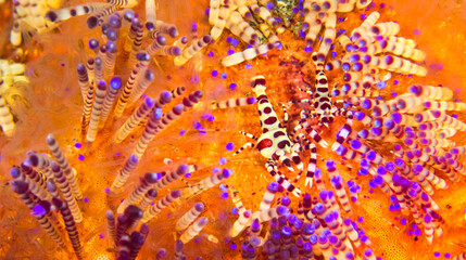 Coleman Shrimp, Periclimenes colemani, Sea Urchin, Variable Fire Urchin, Asthenosoma varium, Coral...