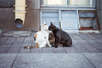 black and white street cats in love in city