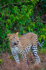 Naklejka na ściany i meble Sri Lankan Leopard, Kotiya, Chiruththai, Pantera pardus kotiya, Wilpattu National Park, Sri Lanka, Asia