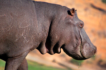 Fototapeta premium Hippopotamus, Hippopotamus amphibius, Chobe River, Chobe National Park, Botswana, Africa