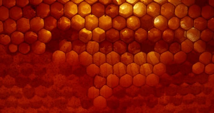 Close up shot of uncapped honey comb. Fresh honey in a honeycomb macro. Organic beekeeping. Wax cells close up.