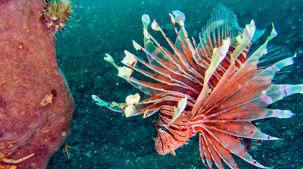 Tall-spine Lionfish, Pterois sp, Lembeh, North Sulawesi, Indonesia, Asia