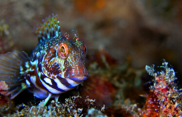 Ringneck Blenny, Parablennius pilicornis, Cabo Cope-Puntas del Calnegre Regional Park, Mediterranean Sea, Murcia, Spain, Europe