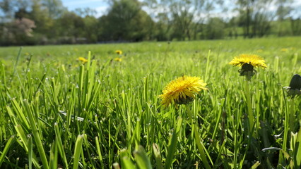 easter bunny perspective - fresh dandelions in the green meadow