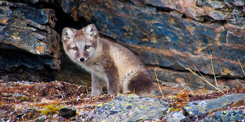 Arctic Fox, Vulpes lagopus, Signehamna Harbor, Nordvest-Spitsbergen National Park, Krossfjord,...