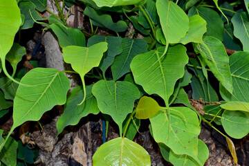 Ficus religiosa or sacred fig is a species of fig native to the Indian.