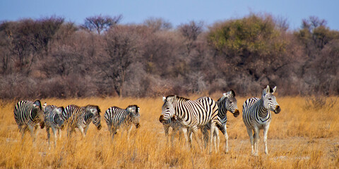 Fototapeta na wymiar Plains Zebra, Equus quagga, Chobe National Park, Botswana, Africa