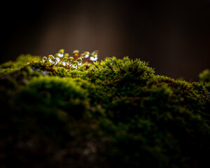 green moss in the forest