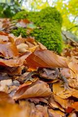 European Toad, Common Toad, Bufo bufo, Hayedo de la Pedrosa, Beech Forest, Riofrío de Riaza, Sierra de Ayllón, Segovia, Castile Leon, Spain, Europe