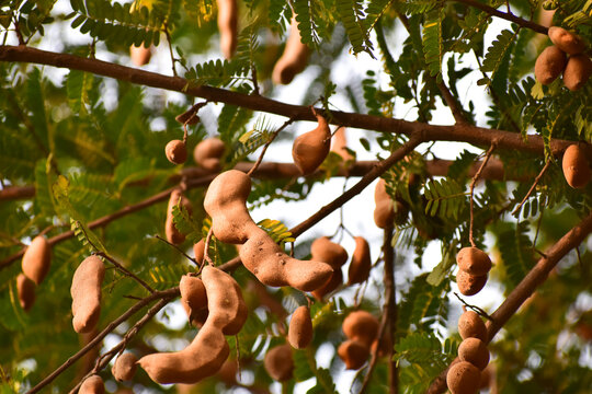 Sour tamarind on the tree.