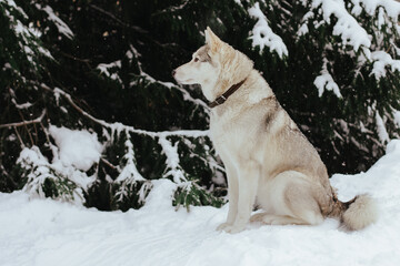 a hunting West Siberian husky sits in the snow. cute pet dog.