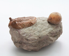 A trilobite Asaphus and fossil cystoidea on a white background